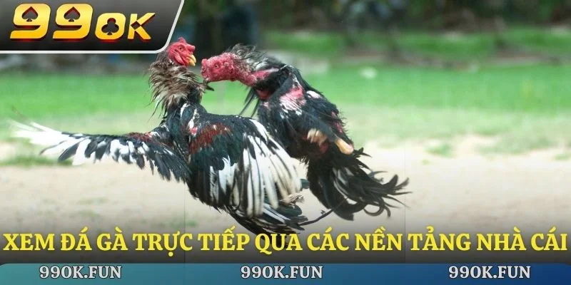 Xem đá gà trực tiếp qua các nền tảng nhà cái